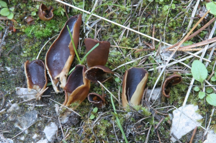 Un ascomicete poco comune: Helvella silvicola